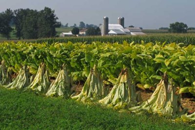 Amish Drying Tobacco in the Fields