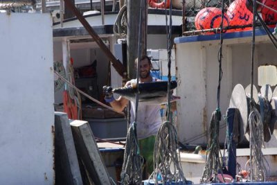 The Working Fish Alley in Sea Isle City, NJ