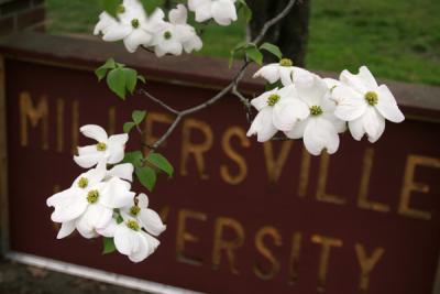 Dogwoods at The Ville