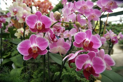 Orchids Galore