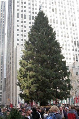 Rockefeller Tree in Daylight