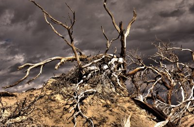 Death Valley Dunes Mesquite Tree