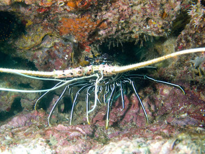 Thailand 201202 dive-083.jpg