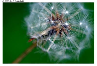 Dandelion 6.jpg