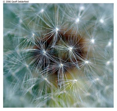 Dandelion 7.jpg