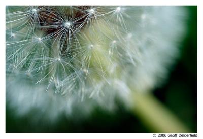 Dandelion 9.jpg