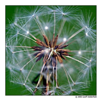 dandelion close square crop.jpg