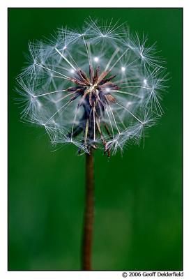 dandelion -vertical.jpg