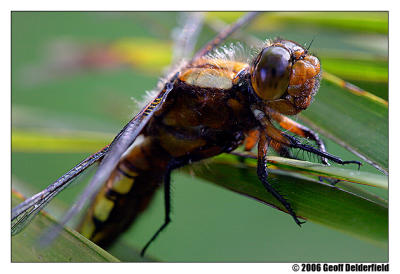 Dragonfly - close up.jpg