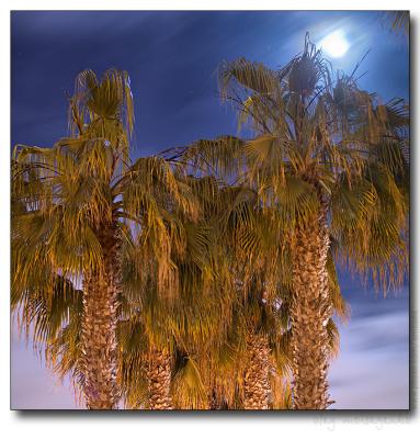 Full moon over palm-trees, Coronado Island, San Diego