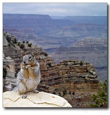 Squirrel on Grand Canyon Rim, AZ