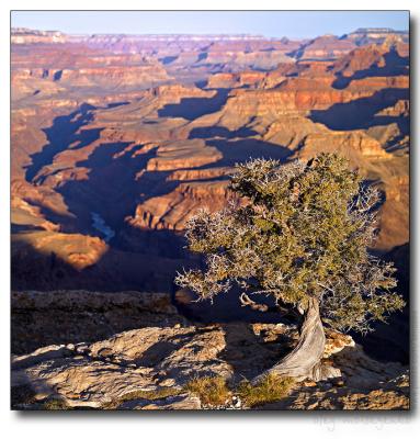 The Lonely Tree, Grand Canyon
