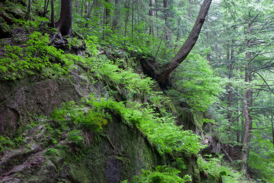 Franconia Notch forest 1521