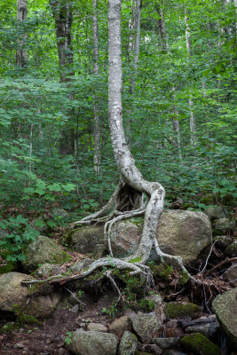 Franconia Notch tree 1580