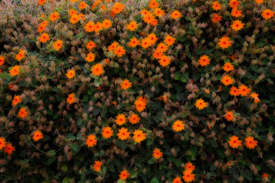 Ventura flowers 9288