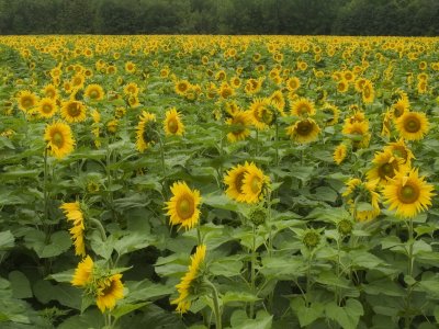 sunflowers-7003