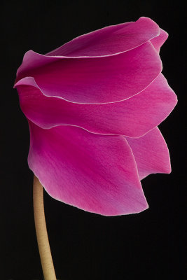 cyclamen