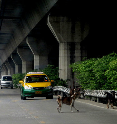 Rulers Of The Road