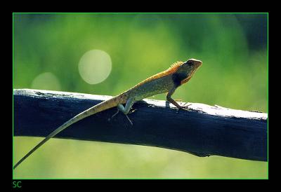 Nakhon Lizard