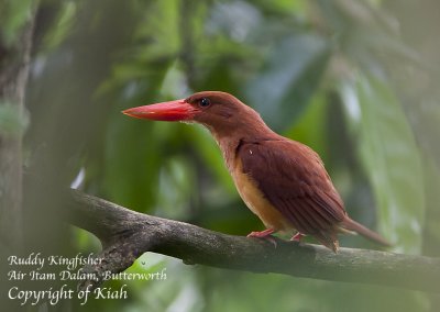 Ruddy Kingfisher