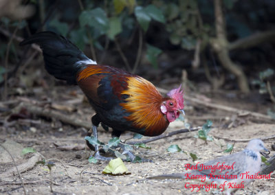 Red Junglefowl