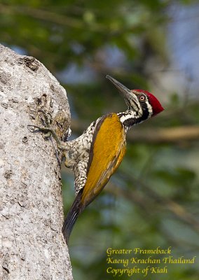 Greater Frameback Woodpecker