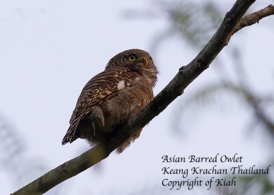 Asian Barred Owlet