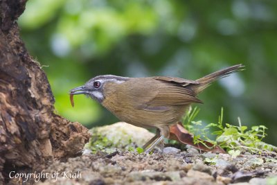 Grey-throated Babbler