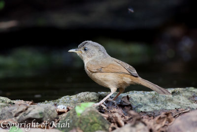 Brown-cheeked Fulvetta