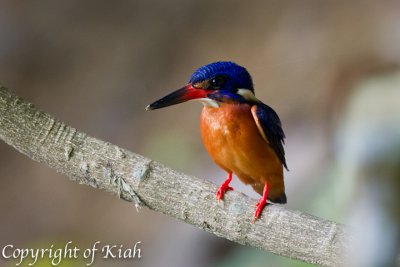 Blue-eared Kingfisher