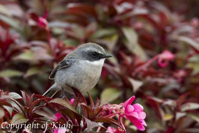 Grey Bushchat at Doi Inthanon