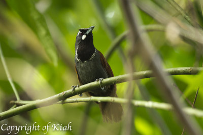 Black-throated Babbler