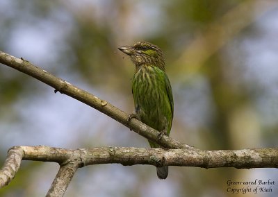 Green-eared Barbet