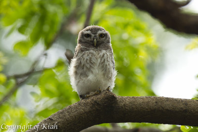 Spotted Owlet