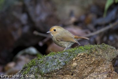 Rufous Brown Flycatcher