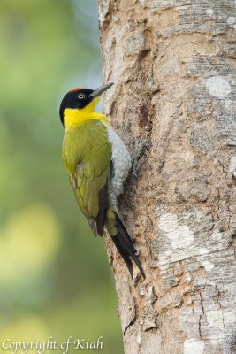 Black-headed Woodpecker