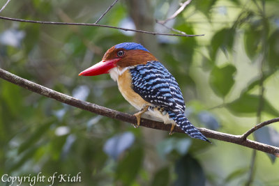 Banded Kingfisher