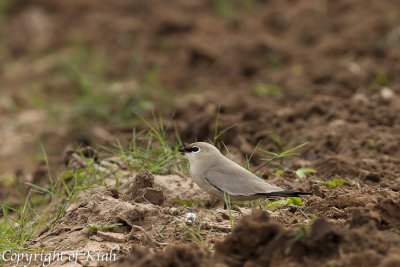 Small Pratincole