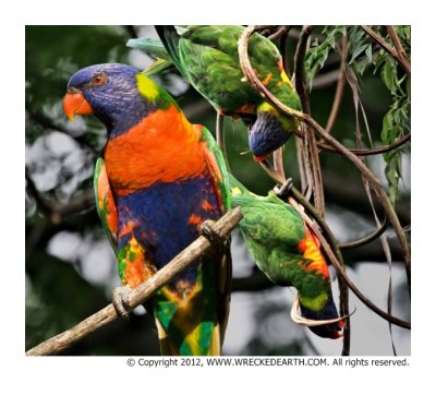 rainbow_lorikeets