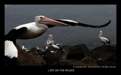 LIFE ON THE ROCKS.jpg