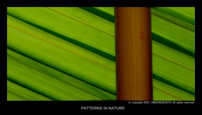 PATTERNS IN NATURE.jpg