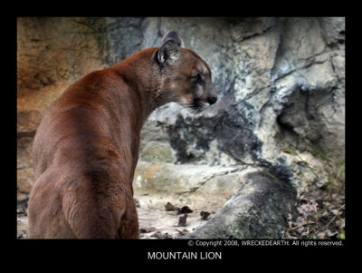 MOUNTAIN LION.jpg