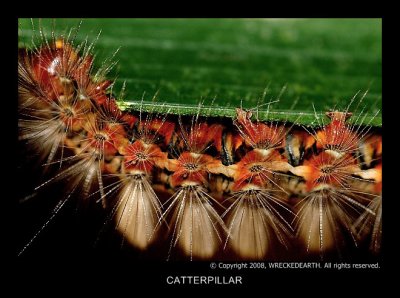 CATTERPILLAR.jpg
