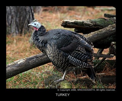 TURKEY.jpg