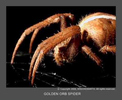 GOLDEN ORB SPIDER.jpg