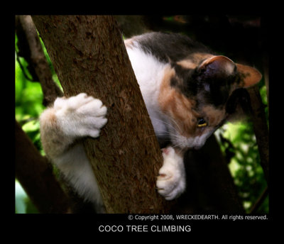 COCO TREE CLIMBING .jpg