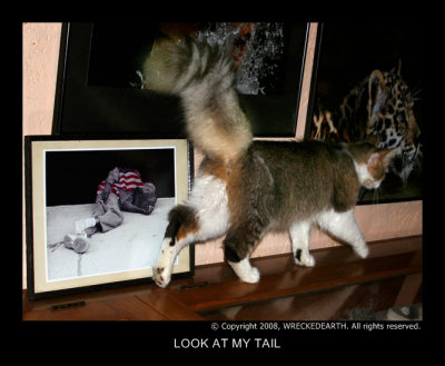 LOOK AT MY TAIL .jpg