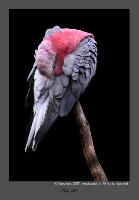 GALAH.jpg