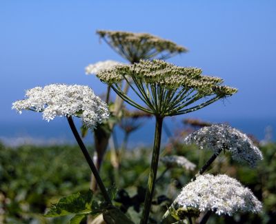 Oregon_Coast_DSC_4259M.jpg