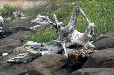 Oregon_Coast_DSC_4338M.JPG